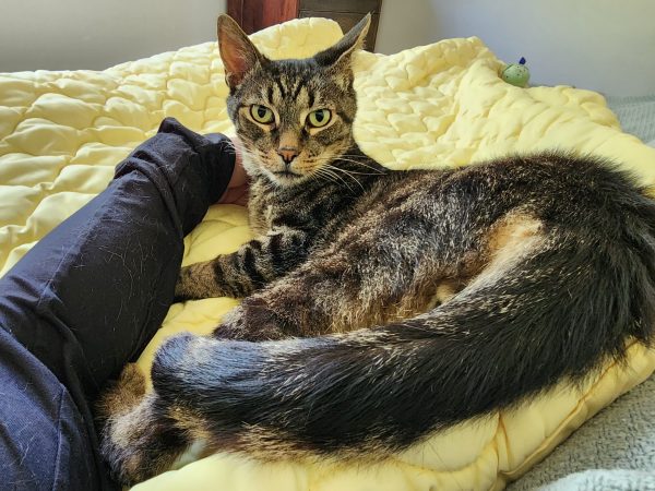 kitty (2)