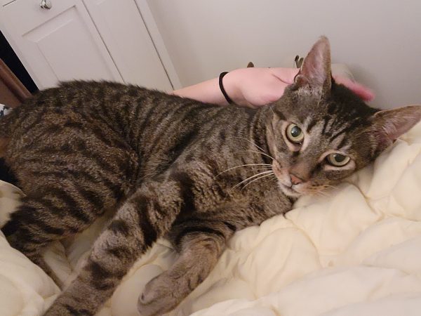 kitty