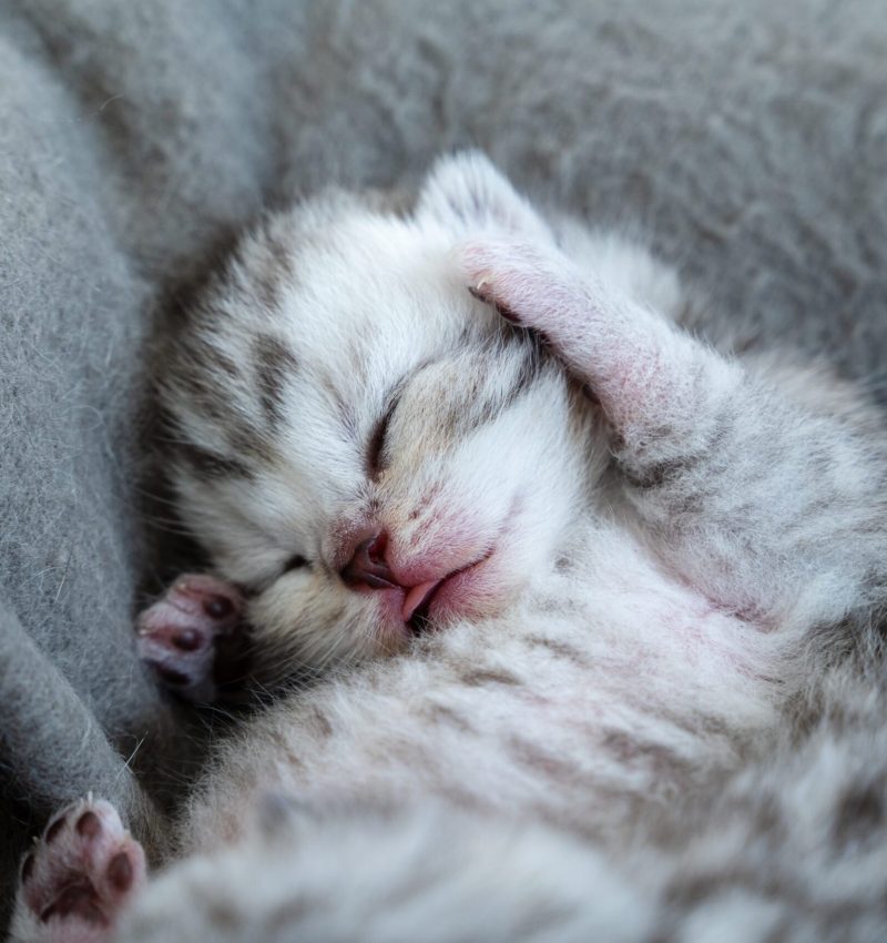 a little cat baby lies in her bed on his back and sleeps. She hold his paw besides his head. The citty is white and grey.