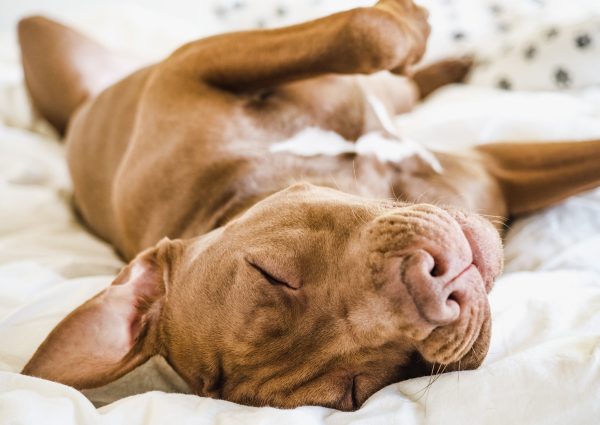 Lovable, pretty puppy of chocolate color. Close-up, indoor. Day light. Concept of care, education, obedience training, raising pets