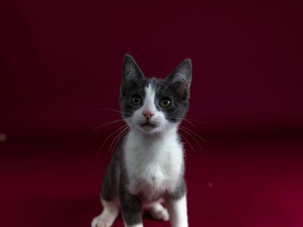 mercury