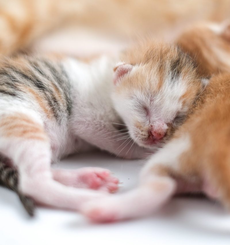 Newborn baby kittens drinking milk from their mom breast
