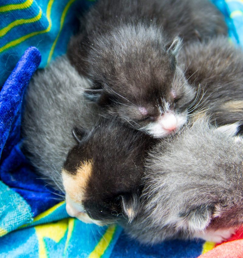 Newborn kittens