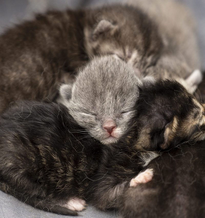 Little newborn kittens with closed eyes are waiting for the cat. Cute funny home pets. Close up domestic animal. Blind kittens on the first day of life