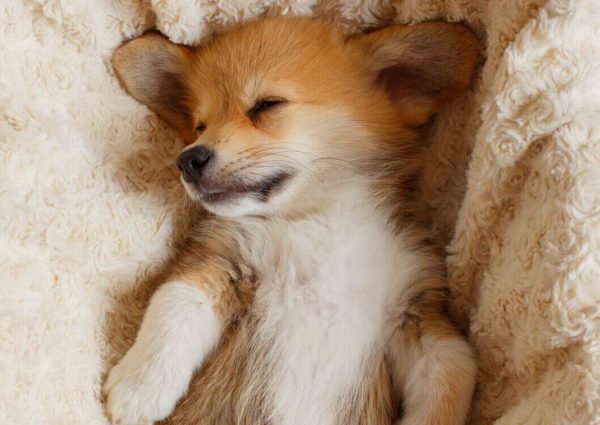 pembroke-welsh-corgi-puppy-sleeps-blanket