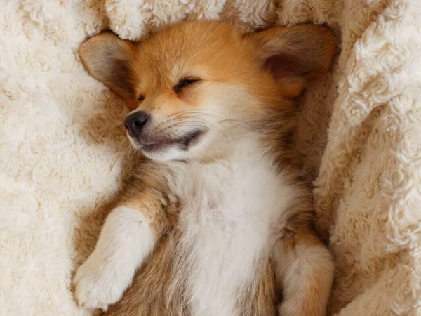 pembroke-welsh-corgi-puppy-sleeps-blanket