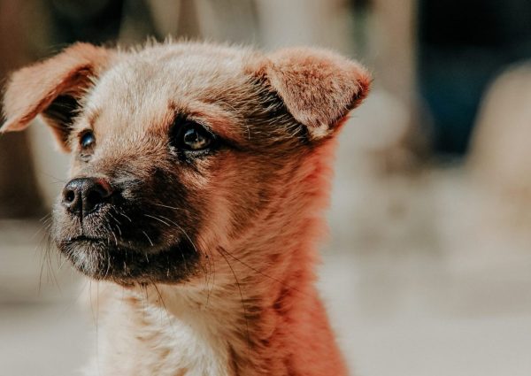 image of fluffy brown puppy with dark muzzle