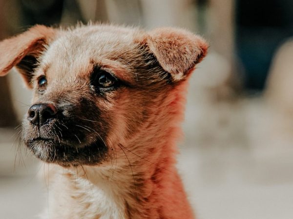 image of fluffy brown puppy with dark muzzle