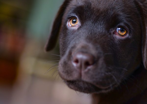 image of dark chocolate lab puppy with amber eyes