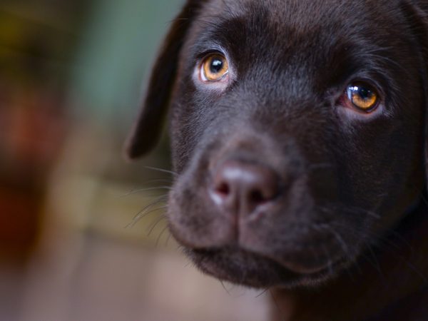 image of dark chocolate lab puppy with amber eyes