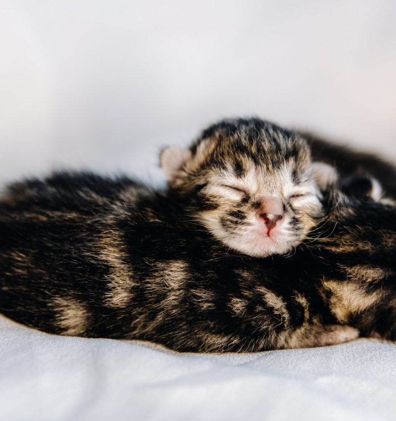 Portrait of two newborn kittens on the bed.