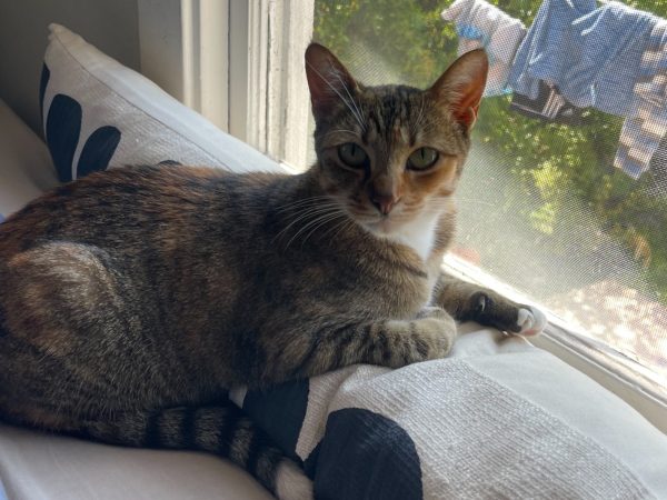 rosie (3)