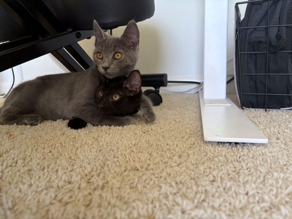 roxie and velma