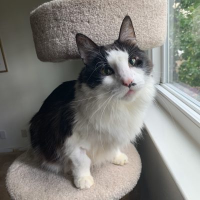 sampson2