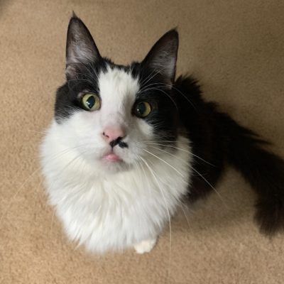 sampson4