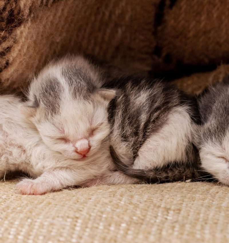 Three small newborn kittens sleeping under a blanket, caring for animals_