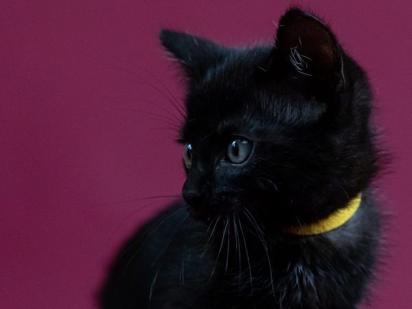 tweety (1)