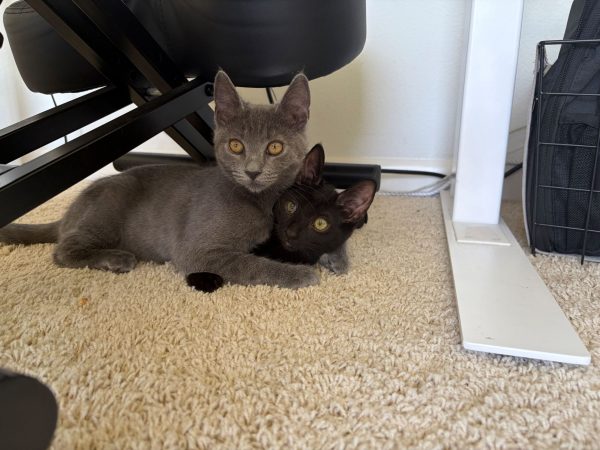 velma and roxie