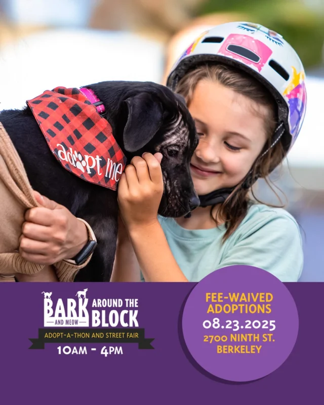 🚨 California’s largest single-location adoption event is back!

Bark (& Meow) Around the Block
Saturday, August 23 | 10AM–4PM
 2700 Ninth St., Berkeley
Fee-Waived Adoptions + Street Festival Vibes

Over 200 adoptable pets, even rabbits and birds.
25 shelters and rescues.
Music, food trucks, drinks, games, and more!

Come meet your new best friend and be part of something big.
Let’s clear the shelters—together!

👉 berkeleyhumane.org/events/bark-and-meow

#BarkAndMeow #BATBAdopt #ClearTheShelters #AdoptDontShop #BerkeleyHumaneLove #BayAreaEvents #PetAdoptionDay