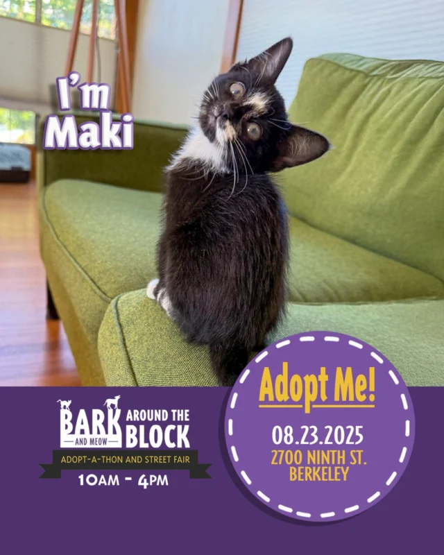 🍱 Meet Maki — a tuxedo kitten ready to roll into your life with charm, zoomies, and plenty of purrs. She’s equal parts playful and sweet, and she’s got the moves to maki every day more fun.

Learn more about Maki here: https://berkeleyhumane.org/events/bark-and-meow/

You can meet Maki at Bark (and Meow) Around the Block, 2700 Ninth St., Berkeley — Saturday, August 23 from 10 AM to 4 PM — with fee-waived adoptions.

#BATBAdopt #BerkeleyHumane #AdoptDontShop #BayAreaPets #CatsofInstagram #BerkeleyCA #BayAreaEvents #AdoptAKitten #BerkeleyCats
