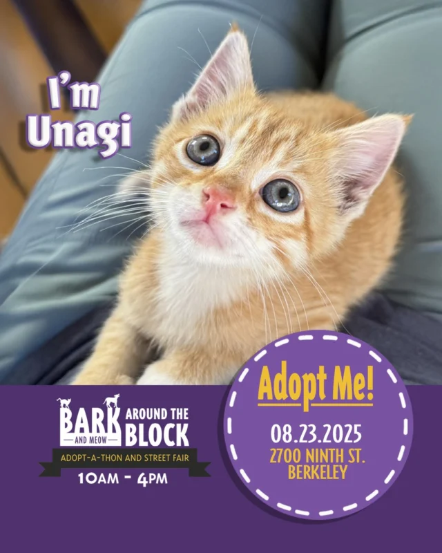 🍣 Meet Unagi — an orange tabby with eel-ectric zoomies, silly antics, and sweet purrs that will keep you smiling. When he’s not in motion, Unagi is a master of the rejuvenating nap, recharging for the next round of fun.

Learn more about Unagi here: https://berkeleyhumane.org/events/bark-and-meow/

You can meet Unagi at Bark (and Meow) Around the Block, 2700 Ninth St., Berkeley — Saturday, August 23 from 10 AM to 4 PM — with fee-waived adoptions.

#BATBAdopt #BerkeleyHumane #AdoptDontShop #BayAreaPets #CatsofInstagram #BerkeleyCA #BayAreaEvents #AdoptAKitten #BerkeleyCats
