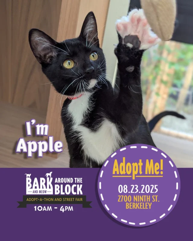 🍏 Meet Apple — a black-and-white cutie who’s as sweet as she is playful. Whether she’s melting in your arms or bouncing into a new game, Apple is ready to add a fresh bite of joy to your day.

Learn more about Apple here: https://berkeleyhumane.org/events/bark-and-meow/

You can meet Apple at Bark (and Meow) Around the Block, 2700 Ninth St., Berkeley — Saturday, August 23 from 10 AM to 4 PM — with fee-waived adoptions.

#BATBAdopt #BerkeleyHumane #AdoptDontShop #BayAreaPets #CatsofInstagram #BerkeleyCA #BayAreaEvents #AdoptAKitten #BerkeleyCats