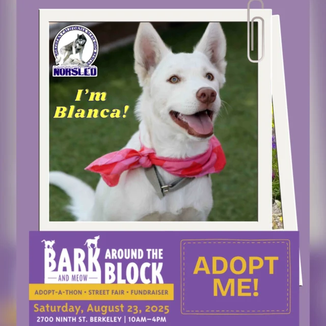 Meet Blanca. This 5 month old beauty is ready for her forever home!🌺

She'll be at Bark (and Meow) Around the Block hosted by our friends berkeleyhumane!🐾

📍2700 Ninth St. Berkeley, CA
📆 Sat. 08/23/25
🕛 10:00-4:00

This free outdoor event features entertainment, food and so much more, including dogs looking for their forever homes. Enjoy a fun-filled day and meet your future BFF.🥰

🐾We'll have adoptable dogs, vetted and ready for a new life! Our full line-up of dogs attending is coming soon. If you want to meet one in particular, please let us know, and we'll try to get them there. Pre-apply and maybe you can take one home.❤️

For more info on NorSled and our dogs, please visit: www.norsled.org.🐺

#BATBAdopt #berkeleyhumane #norsled #norsledrescue #fosteringsaveslives #fostertoadopt #adoptdontshop #adoptme #rescuedismyfavoritebreed #rescuedogsrock #huskiesofinstagram #rescuedogsofinstagram