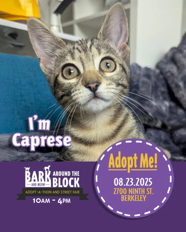 🍝 Meet Caprese — a little brown tabby bursting with flavor and charm! This playful kitten has the spunk to chase toys with gusto and the sweetness to melt right into your arms. Whether she’s serving up bold kitten energy or quiet moments of affection, Caprese is ready to make your home her favorite spot on the menu.

Learn more about Caprese here: https://berkeleyhumane.org/events/bark-and-meow/

You can meet Caprese at Bark (and Meow) Around the Block, 2700 Ninth St., Berkeley — Saturday, August 23 from 10 AM to 4 PM — with fee-waived adoptions.

#BATBAdopt #BerkeleyHumane #AdoptDontShop #BayAreaPets #CatsofInstagram #BerkeleyCA #BayAreaEvents #AdoptAKitten #BerkeleyCats