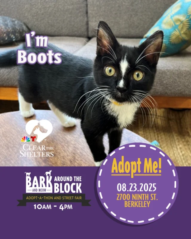 🥾 Meet Boots — a black-and-white charmer who’s as dashing as he is playful. One minute he’s zooming through the room, the next he’s curled up like he’s always belonged. With his mix of style, snuggles, and spirited energy, Boots is ready to be your purrfect fit.

We’re teaming up with NBC’s Clear the Shelters and NBC Bay Area—spending the day together with live broadcasts featuring adoptable pets, plus fun and games for the whole family—bringing the excitement of this nationwide adoption celebration right here to Berkeley!

Learn more about Boots here: https://berkeleyhumane.org/events/bark-and-meow/

You can meet Boots at Bark (and Meow) Around the Block, 2700 Ninth St., Berkeley — Saturday, August 23 from 10 AM to 4 PM — with fee-waived adoptions.

#BATBAdopt #BerkeleyHumane #AdoptDontShop #BayAreaPets #CatsofInstagram #BerkeleyCA #BayAreaEvents #AdoptAKitten #BerkeleyCats #NBC #NBCBayArea #ClearTheShelters
