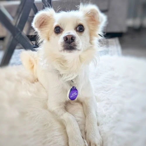 🐾 Meet Adam Maitland Beetlejuice – Our Resilient Little Survivor! 🐾

Adam is a 4-year-old, 15 lb terrier mix with a heart of gold. After being hit by a car and breaking his back, he’s bounced back stronger than ever! While his injury left him fecal incontinent (he wears a diaper indoors), it hasn’t slowed him down one bit — he happily follows his people everywhere, zooming up and down stairs with a smile.

Shy at first, Adam quickly becomes affectionate, gently nudging his head for pets. He’s healthy, active, neutered, vaccinated, and ready to find a forever home that will love him just the way he is.

📍 Meet him at our HUGE Adoption Event – Aug 23!
📧 beourpet@gmail.com | www.beourpet.org/adoptions.php

#AdoptAdam #SpecialNeedsDog #TerrierMix #RescueDogsRock #BayAreaAdopt 

#BATBAdopt