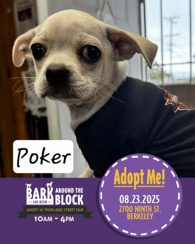 Come see us at the Berkeley Humane Bark Around The Block, this Saturday 8/23. Meet some of our adorable available puppies and find a new best friend! 
See lots of organizations and vendors, and enjoy this street fair with us!

berkeleyhumane 
#BATBAdopt
#batbday25 
#puppiesforadoption #adoptarescuedog #puppylover
