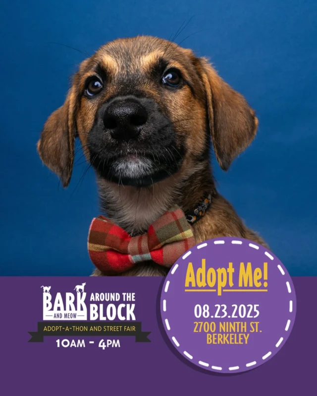The Surf puppies can’t wait to find their forever homes on Saturday at Bark Around the Block! We WILL be doing on-site adoptions — visit dpsrescue.org to get your applications in now. 

#BATBAdopt #adoptdontshop #rescuedogs #rescuedismyfavoritebreed #dpsrescue #puppylove #huskymix #huskypuppies #rescuepuppies