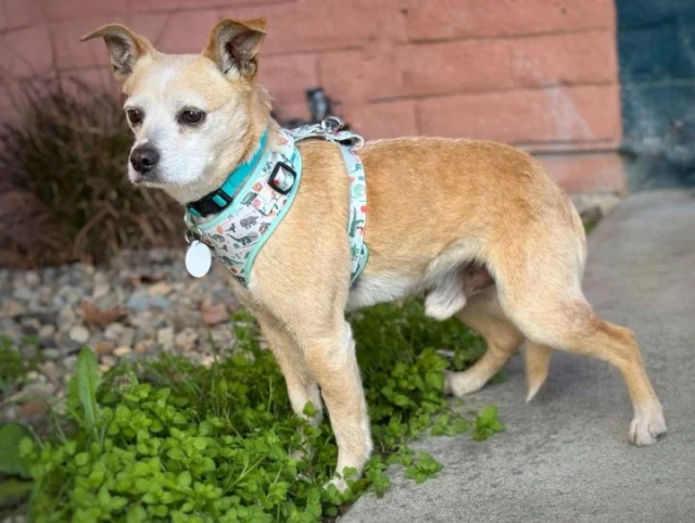 🐾 Meet Howie – Our Undercover Gentleman! 🐾

Howie is an approximately 6-year-old, 18 lb Chihuahua mix who was once scheduled for euthanasia — now he’s ready for a new chapter. This quiet, gentle boy has transformed from hiding under the table to seeking love from his foster family. He’s potty trained, enjoys sunbathing, and gets along with cats. Still a bit shy, Howie will thrive in a patient home that makes him feel safe and adored.

📍 Meet him at our HUGE Adoption Event – Aug 23!
📧 beourpet@gmail.com | www.beourpet.org/adoptions.php

#AdoptHowie #SmallDogRescue #ChihuahuaMix #RescueDogsRock #bayareaadopt 
#BATBAdopt #BATBDay25