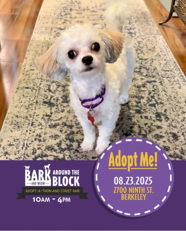 Annabelle the pint-sized puff-ball is full of spunk! She’s a silly young gal with a non-shedding coat and a heart of gold. Come meet her at Bark Around the Block this Saturday! We WILL be doing on-site adoptions — visit dpsrescue.org to get your applications in now. 

#BATBAdopt #adoptdontshop #rescuedogs #rescuedismyfavoritebreed #dpsrescue