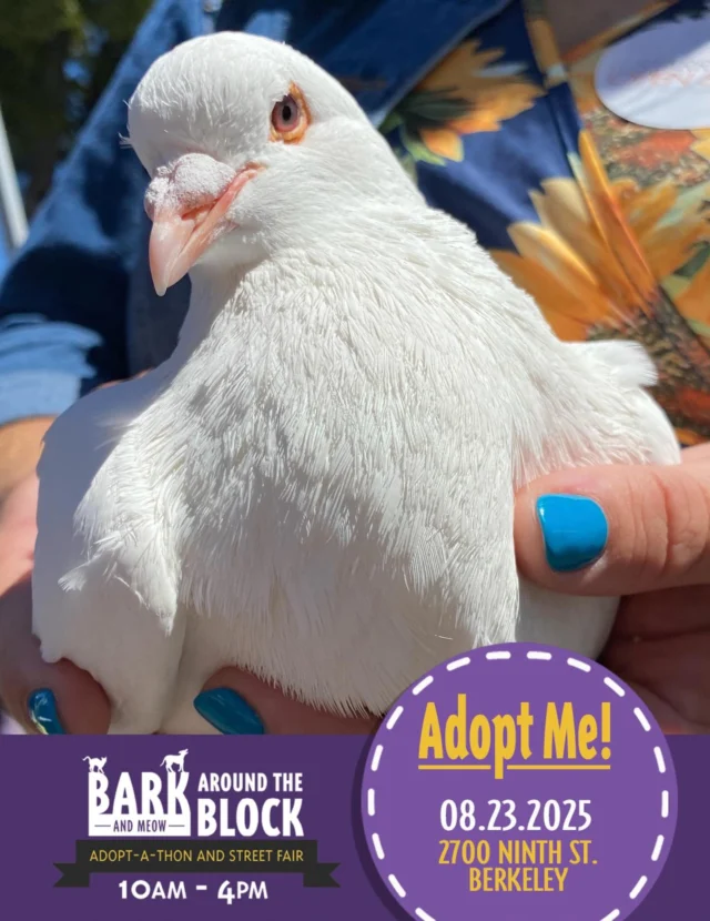 Come meet Hamish & Bailey! Palomacy will be at Berkeley Humane's Bark Around the Block Adopt-A-Thon & Street Fair this Saturday from 10-4 at 2700 Ninth St. Berkeley to introduce you to amazing, charming, adoptable pigeons like big, chonky, married couple Hamish & Bailey. Come out & meet us 💝🐦 (Hamish is all white, Bailey is black & white. Both are spicy in the aviary & sweet at outreach. ) #BATBAdopt #pigeonrescue #ilovepigeons #birdlovers #rescuebirds #chonky #kingpigeons #squab #meetyourmeat #compassionforall #palomacy #FOMO