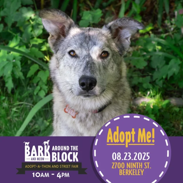 Get excited! This Saturday is Bark Around the Block, and DPS will be bringing out 70 adoptable dogs and puppies!! We WILL be doing on-site adoptions — visit dpsrescue.org to get your applications in now. We can’t wait to see you there!

#BATBAdopt #adoptdontshop #rescuedogs #rescuedismyfavoritebreed #dpsrescue #adoptSurf #huskylove #huskymix