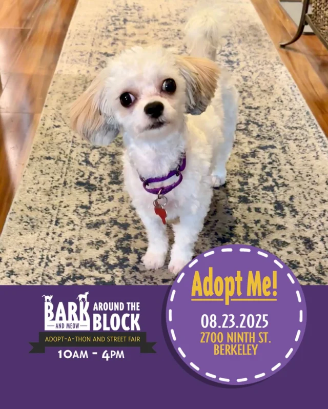Annabelle the pint-sized puff-ball is full of spunk! She’s a silly young gal with a non-shedding coat and a heart of gold. Come meet her at Bark Around the Block this Saturday! We WILL be doing on-site adoptions — visit dpsrescue.org to get your applications in now. 

#BATBAdopt #adoptdontshop #rescuedogs #rescuedismyfavoritebreed #dpsrescue #maltipoo