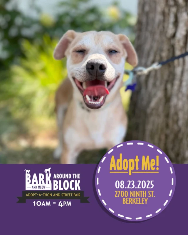Banjo the Beagle Boy is grinning from ear to ear because he is SO excited for Saturday! Come meet him at Bark Around the Block! We WILL be doing on-site adoptions — visit dpsrescue.org to get your applications in now. 

#BATBAdopt #adoptdontshop #rescuedogs #rescuedismyfavoritebreed #dpsrescue#beaglemix