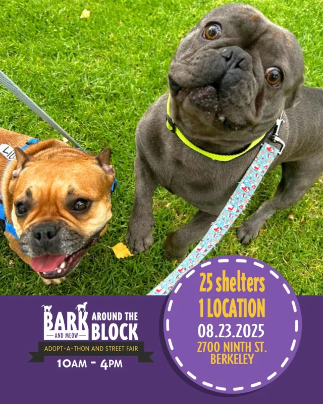 Join us for 🎉 discounted adoptions 🎉 this weekend at Bark & Meow Around the Block! We'll be joining berkeleyhumane and other Bay Area shelters and rescues to help animals find their new homes, just in time for cleartheshelters!

This love sandwich is Lilo & Stitch - double the Frenchie charm and available to meet in person this weekend!

Stitch is a wiggly goofball who thinks every day is a party - he's confident, clownish, and always ready for fun. His favorite sidekick? His sweet sister Lilo! She's the peanut butter to his jelly, the calm to his chaos, and she wouldn't dream of life without her goofy brother by her side.

Meet this bonded duo and more:

📆 Saturday, August 23, 10 a.m. to 4 p.m.
📍2700 Ninth Street, Berkeley

#batbadopt
