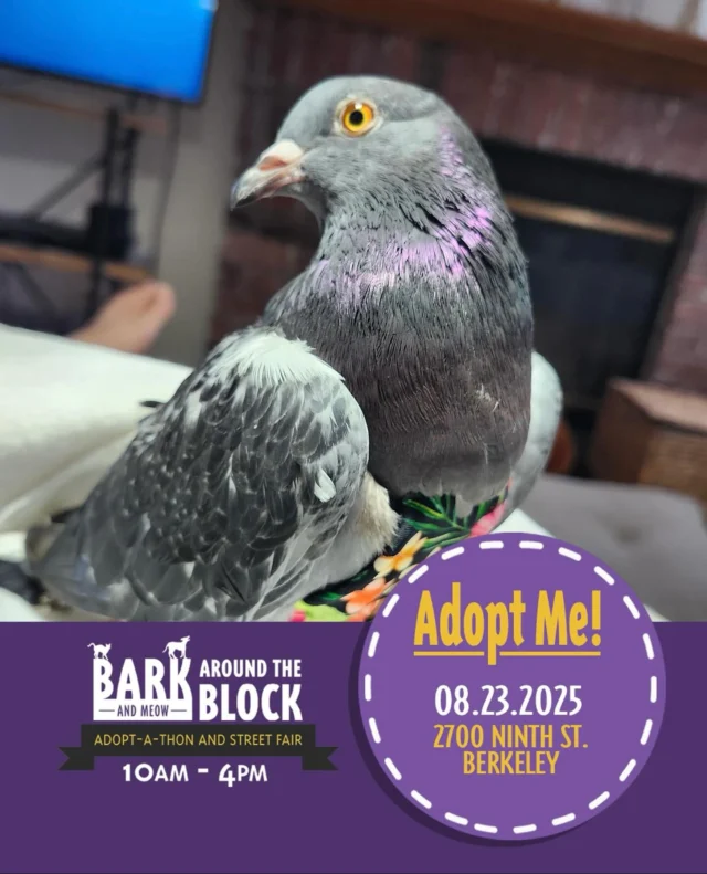 Palomacy will be at Berkeley Humane's Bark Around the Block Adopt-A-Thon & Street Fair this Saturday from 10-4 at 2700 Ninth St. Berkeley to introduce you to amazing, charming, adoptable pigeons like Egret & Sassafras Starlene & her husbird Sugarplum. Come out & meet us 💝🐦 #BATBAdopt #pigeonrescue #ilovepigeons #birdlovers #rescuebirds #palomacy FOMO