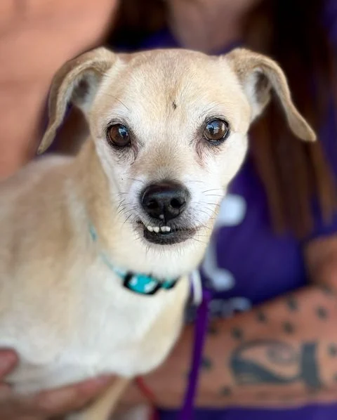 🐾 Meet Wesley Crusher – Our Gentle Golden Boy! 🐾

Wesley is a 14-year-old, 13 lb Chihuahua mix looking for a cozy home to spend his golden years. He may be missing a few teeth, but he still enjoys his dry food and treats — and he’ll sit politely for snacks! Wesley is calm, loving, and gets along well with other dogs.

He prefers slow introductions to new people, enjoys snuggling in bed, and gives a soft bark to say hello to visitors. Harness walks are best for this little gentleman, and he’s happiest relaxing indoors with his person nearby.

📍 Meet him at our HUGE Adoption Event – Aug 23 in Berkeley!
📧 beourpet@gmail.com | www.beourpet.org/adoptions.php

#BATBAdopt #BATBDay25
#AdoptWesley #SeniorDogRescue #ChihuahuaMix #SacramentoAdopt #GoldenYearsCompanion