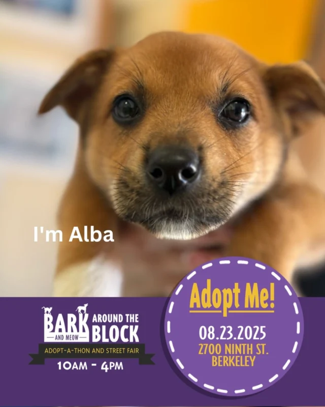 😍 Come see us at the Berkeley Humane Bark Around The Block, this Saturday 8/23. Meet some of our adorable available puppies and find a new best friend! 
See lots of organizations and vendors, and enjoy this street fair with us!

These sweet sisters are ready for their furever homes! 

berkeleyhumane 
#BATBAdopt
#batbday25 
#puppiesforadoption #adoptarescuedog #puppylover