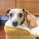 🐾 COURTESY POST – Meet Vonnegut! 🐾

Vonnegut is a 4-year-old, 17-lb small terrier mix who lives for sunshine and snuggles. Calm, gentle, and quiet, he’s crate-trained, cat-friendly, and enjoys the company of calm, similarly sized dogs.

He’s happiest in a secure yard or curled up near his people, snoozing peacefully. Vonnegut has some separation anxiety, so he’d do best in a home where someone is around most of the time. He was born with a congenital deformity in one back leg, but he’s pain-free, healthy, and gets around just fine.

Let’s find this sweet boy the loving, patient home he deserves.

📧 Contact: angiecanham@gmail.com

#BATBAdopt #BATBDay25

#AdoptVonnegut #TerrierMix #SmallDogRescue #CatFriendlyDog #TripodDog