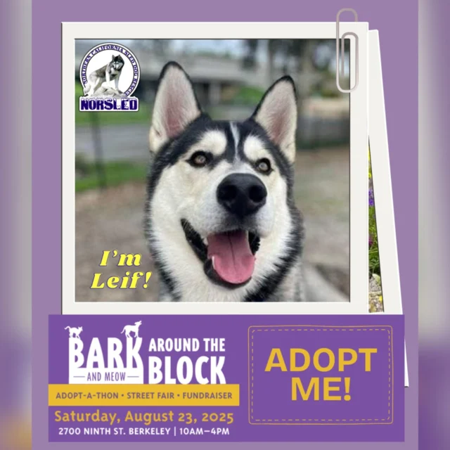 Meet Leif! This 2 yr old handsome boy is ready for his forever home!😍

He'll be at Bark (and Meow) Around the Block hosted by our friends berkeleyhumane!🐾

📍2700 Ninth St. Berkeley, CA
📆 Sat. 08/23/25
🕛 10:00-4:00

This free outdoor event features entertainment, food and so much more, including dogs looking for their forever homes. Enjoy a fun-filled day and meet your future BFF.🥰

🐾We'll have adoptable dogs, vetted and ready for a new life! Our full line-up of dogs attending is coming soon. If you want to meet one in particular, please let us know, and we'll try to get them there. Pre-apply and maybe you can take one home.❤️

For more info on NorSled and our dogs, please visit: www.norsled.org.🐺

#BATBAdopt #berkeleyhumane #norsled #norsledrescue #fosteringsaveslives #fostertoadopt #adoptdontshop #adoptme #rescuedismyfavoritebreed #rescuedogsrock #huskiesofinstagram #rescuedogsofinstagram