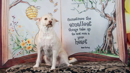 🐾 Meet Skye – Our Sunshine in Fur! 🐾

Skye (aka Summer Squash) is a 3-year-old, 29 lb Terrier/Poodle mix who’s smart, sweet, and full of love. She’s already mastered the doggy door, is potty trained, and adores playtime, snuggles, and hanging out with other dogs and respectful older kids.

She’s spayed, vaccinated, microchipped, and ready to find her forever home. If you’re looking for a fun, loving companion, Skye is your girl!

📍 Meet her at our HUGE Adoption Event – Aug 23 in Sacramento!
📧 beourpet@gmail.com | www.beourpet.org/adoptions.php

#AdoptSkye #TerrierPoodleMix #DogAdoption #RescueDogsRock #sacramentoadopt  #BATBAdopt #BATBDay25