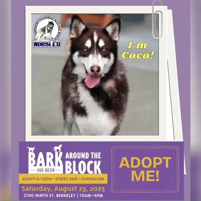 Meet Coco! This beauty is a little over a year old and weighs about 60 lbs. She has a soft sable colored coat and gorgeous blue eyes. She's fully vetted, potty trained, crate trained and knows basic commands. She's a sweet girl that loves people and other dogs.🌻

She'll be at Bark (and Meow) Around the Block hosted by our friends berkeleyhumane!🐾

📍2700 Ninth St. Berkeley, CA
📆 Sat. 08/23/25
🕛 10:00-4:00

This free outdoor event features entertainment, food and so much more, including dogs looking for their forever homes. Enjoy a fun-filled day and meet your future BFF.🥰

🐾We'll have adoptable dogs, vetted and ready for a new life! Our full line-up of dogs attending is coming soon. If you want to meet one in particular, please let us know, and we'll try to get them there. Pre-apply and maybe you can take one home.❤️

For more info on NorSled and our dogs, please visit: www.norsled.org.🐺

#BATBAdopt #berkeleyhumane #norsled #norsledrescue #fosteringsaveslives #fostertoadopt #adoptdontshop #adoptme #rescuedismyfavoritebreed #rescuedogsrock #huskiesofinstagram #rescuedogsofinstagram