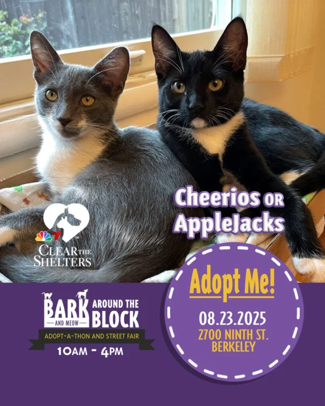 🥣 Cheerios & Applejacks
🥣 Meet Cheerios & Applejacks — two cerealously sweet kittens, each ready to bring their own flavor of joy to your home. Cheerios, a soft grey-and-white sweetheart, offers calm curiosity and cozy vibes. Applejacks, a bold black-and-white cutie, adds a splash of spice with her spunky antics and fearless fun. Whether you’re craving sweet or spunky, each one is a recipe for happiness. Looking to start every day with a smile? Cheerios and Applejacks are both ready to be your new favorite pick-me-up — no spoon needed! 🐾
NBC Bay Area anchors will be live at Bark (& Meow) Around the Block for Clear the Shelters — bringing adoptable pets, adoption-focused stories, and family fun right to the Bay Area community!
Learn more about Cheerios & Applejacks here: https://berkeleyhumane.org/events/bark-and-meow/
📍 Bark (& Meow) Around the Block — Saturday, August 23, 10 AM–4 PM @ 2700 Ninth St., Berkeley | Fee-waived adoptions
#BATBAdopt #NBCBayArea #ClearTheShelters #BerkeleyHumane #AdoptDontShop #BayAreaPets #CatsofInstagram