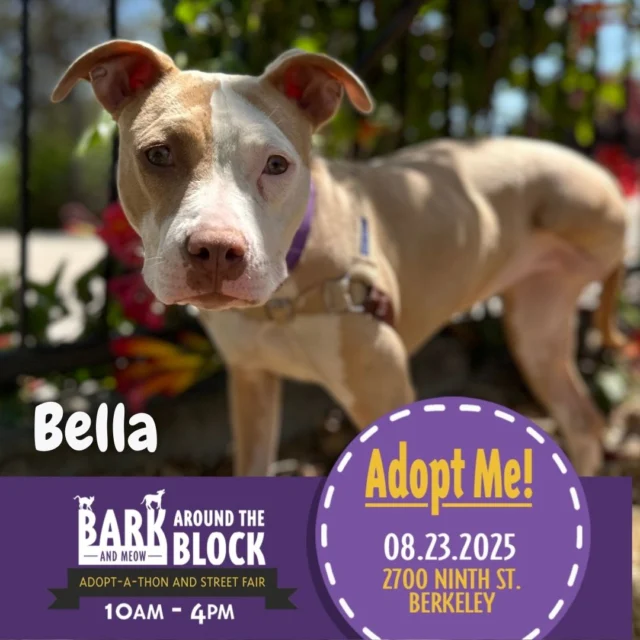 Bark (& Meow) Around the Block, the Bay Area's biggest annual adopt-a-thon and family-friendly street fair, returns on Saturday, August 23, 2025, hosted by berkeleyhumane !

This outdoor, free-to-attend event at 2700 Ninth St. Berkeley features hundreds of adoptable animals from shelters and rescues throughout the Bay Area, along with music, food and beer, pet and other vendors, and so much more.

This event welcomes adopters and all of our animal-loving community members to come together in support of shelter animals!

Come by our booth this weekend and you might get to meet some of these adoptable cuties! We will not have cats at the event, but they will available for adoption at the shelter.

You can also still donate to our Clear the Shelters campaign here: https://donate.clearthesheltersfund.org/page/berkeleyanimalcareservice-1

#BATBAdopt #adoptdontshop #shelterdogs #rescuedismyfavoritebreed
