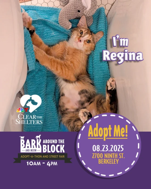 👑 Enter Regina — a graceful stunner with a royal name and the demeanor to match. With her elegant looks and warm, loving heart, she doesn’t just enter a room — she reigns over it (usually from the comfiest spot available). Regina adores gentle pets, cozy naps, and being admired — preferably all at once. If you’re ready to be charmed by a queen who rules with cuddles and purrs, Regina is ready to make your home her kingdom. Long may she purr! 💖
Bark (& Meow) Around the Block is the premiere broadcast location for NBC Bay Area’s Clear the Shelters coverage — with adoptable pets, adoption-focused conversations, and plenty of family fun in Berkeley!
Learn more about Regina here: https://berkeleyhumane.org/events/bark-and-meow/
📍 Bark (& Meow) Around the Block — Saturday, August 23, 10 AM–4 PM @ 2700 Ninth St., Berkeley | Fee-waived adoptions
#BATBAdopt #NBCBayArea #ClearTheShelters #BerkeleyHumane #AdoptDontShop #BayAreaPets