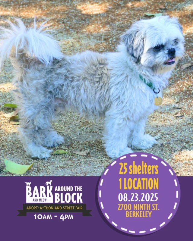 Join us TODAY for 🎉 discounted adoptions 🎉 at Bark & Meow Around the Block! We'll be joining berkeleyhumane and other Bay Area shelters and rescues to help animals find their new homes, just in time for cleartheshelters!

This fluffer is Faucet! 🐾 A gentle, curious cutie who walks great on leash, loves a good sniffari, and offers a calming, adorable presence. (Beard crumbs not included.) This sweet little five year old is hoping to meet his person today! Could it be you?

Meet this marshmallow and more:

📆 Saturday, August 23, 10 a.m. to 4 p.m.
📍2700 Ninth Street, Berkeley

#batbadopt